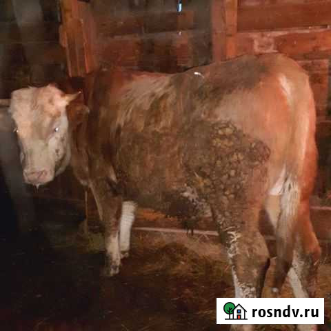 Бык Фролово - изображение 1