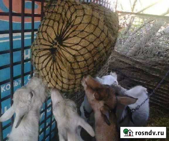 Рептуха (медленная кормушка) ошейники для коз и др Городец - изображение 1