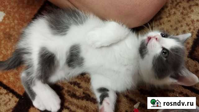 Кошки в добрые руки бесплатно Липецк - изображение 1