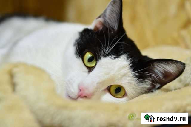 Отдам кошечку Феличиту Петропавловск-Камчатский - изображение 1