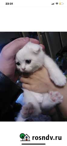 Шотландские котята серебристая шиншилла Чегем - изображение 1