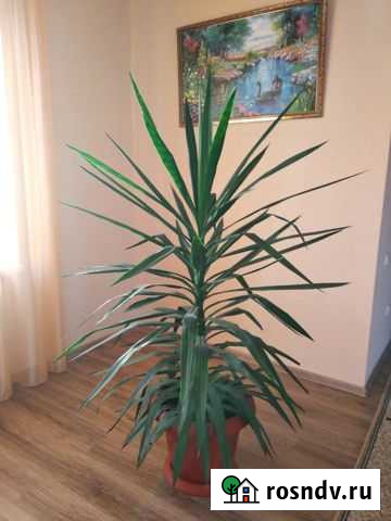 Юкка Цибанобалка - изображение 1