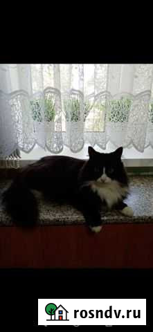 Кот Каменка - изображение 1