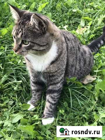 Кот метис в добрые руки Щёлково - изображение 1