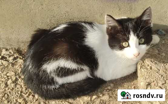 Красивые котята замерзают на улице Симферополь - изображение 1