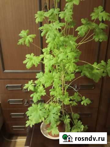 Герань лечебная Одинцово - изображение 1