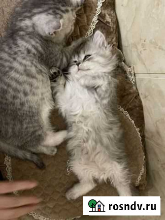 Шотландский котенок хайленд страйт Нальчик - изображение 1