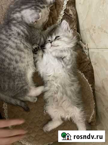 Шотландский котенок хайленд страйт Нальчик - изображение 1