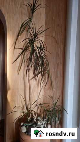 Драцена Севастополь - изображение 1