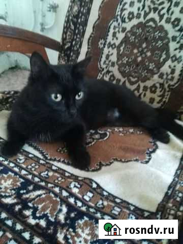 Кошечка, стерилизованная Самара - изображение 1