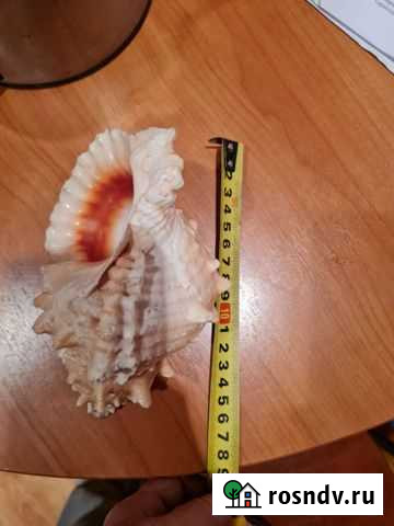 Ракушка и звезда Ногинск - изображение 1