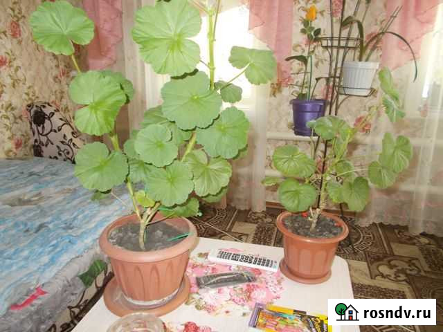 Герань,молочай,сансевиерия сортФире Таганрог - изображение 1