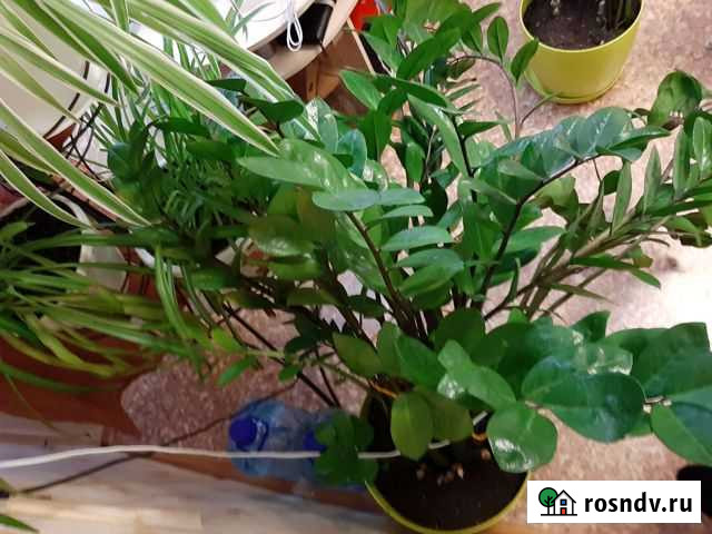 Замиокулькасы Норильск - изображение 1