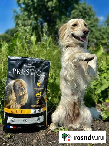 Щенки спаниель от умных родителей Ишимбай - изображение 1