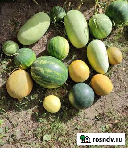 Семена арбузов и дынь Липецк - изображение 1