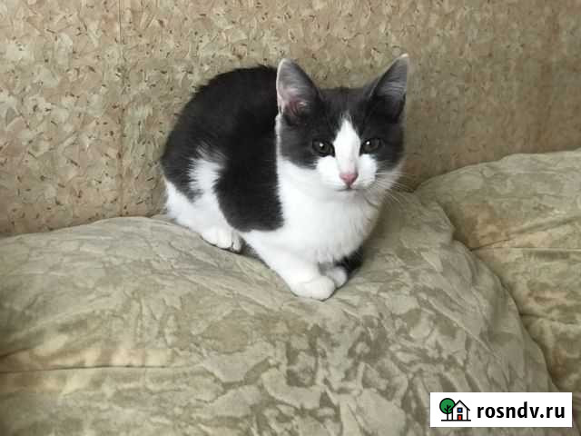 Котик Михайловка - изображение 1