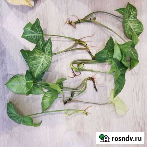 Сингониум Верхняя Пышма - изображение 1