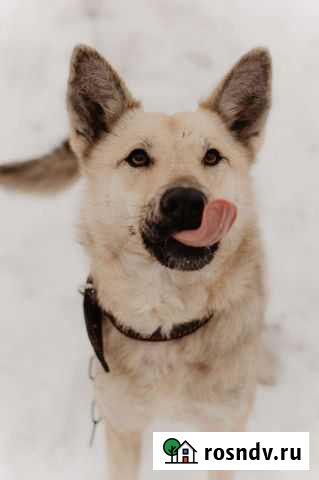 Собака Кисонька Кострома - изображение 1