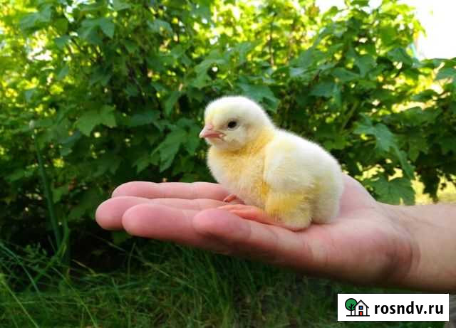 Инкубационное Яйцо Broiller evropa Нижний Тагил - изображение 1