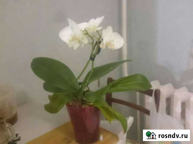 Орхидея Ижевск - изображение 1