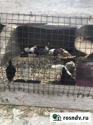 Цыпленок Скопин - изображение 1