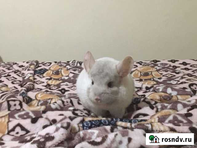 Шиншилла Краснодар - изображение 1