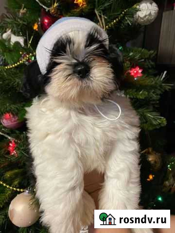 Щенки ши-тцу Липецк - изображение 1