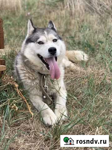 Хаски Самара - изображение 1