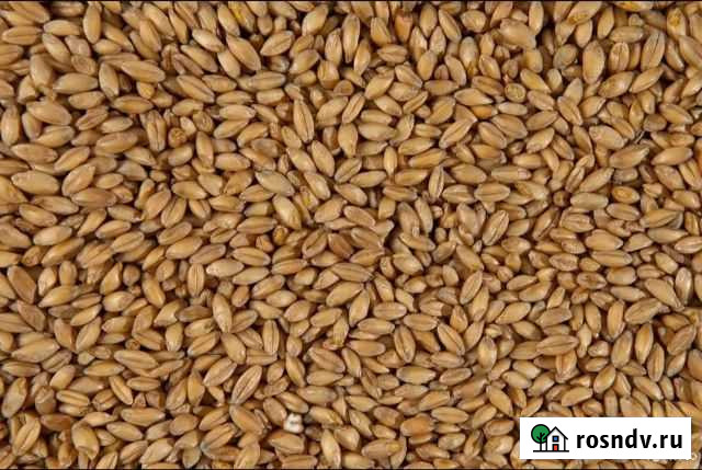 Пшеница Вурнары - изображение 1