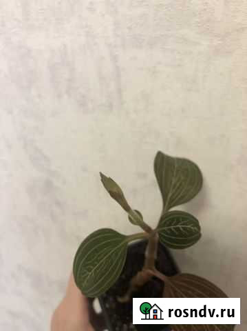 Орхидея лудизия Маркова - изображение 1