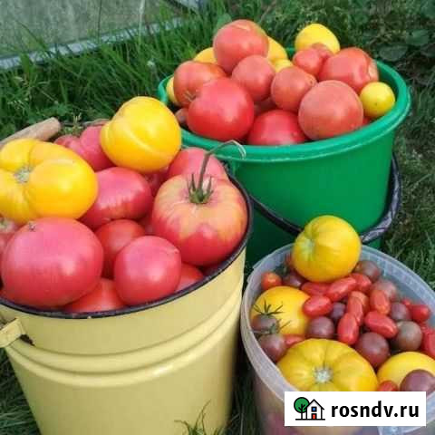 Семена сортовых помидоров и перцев Калуга - изображение 1