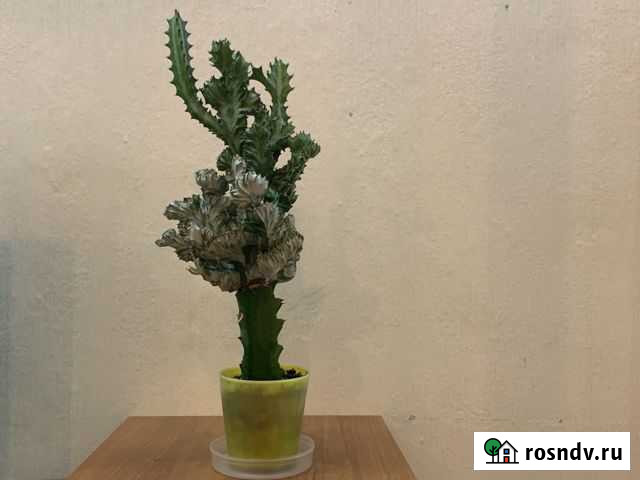 Кактус Клин - изображение 1