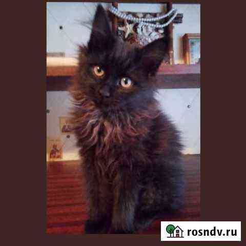 Котенок-Лев Заречный