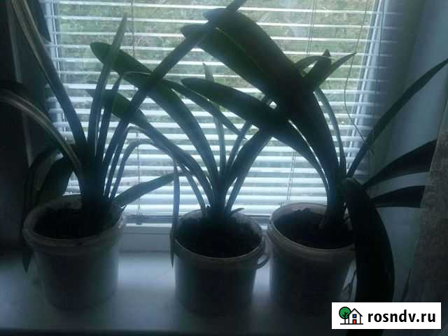 Кливия Красноярск - изображение 1