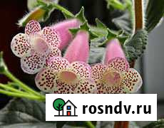 Комнатные растения Калуга - изображение 1