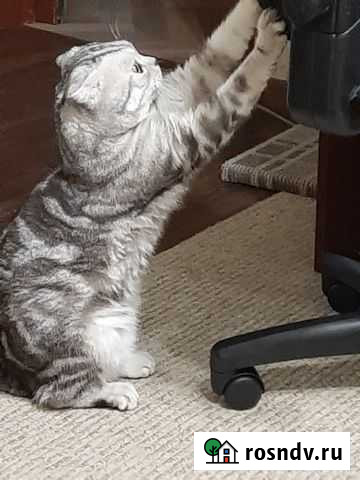 Кот вязка Тюмень - изображение 1