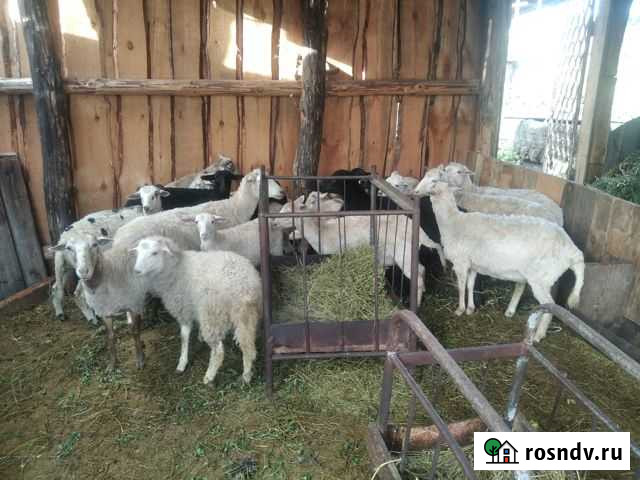 Овцы Кузнецк - изображение 1