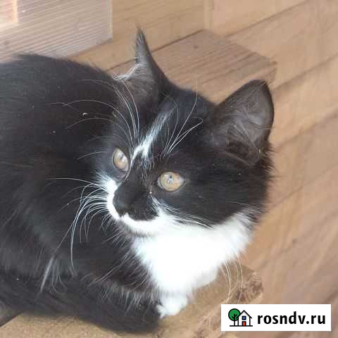 Котенок Усть-Лабинск - изображение 1