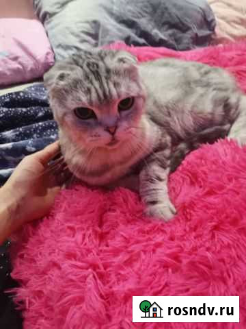 Шотландская вислоухая кошка бесплатно Рубцовск - изображение 1