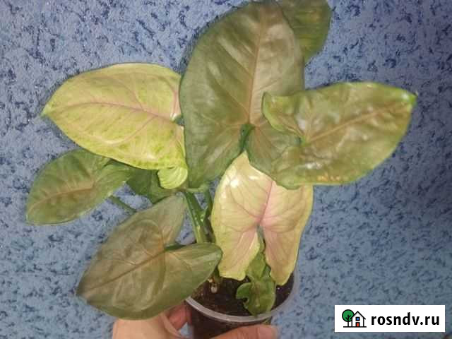 Сингониумы сортовые 2 часть Новомосковск - изображение 1