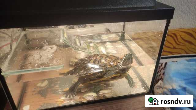 Черепаха Сыктывкар - изображение 1