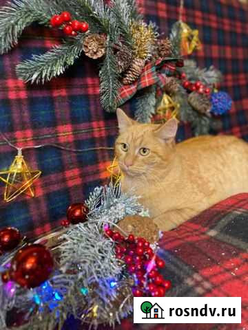 Милый Котик ищет дом Тула - изображение 1