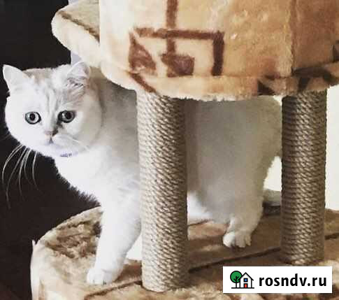 Потерялся кот Евпатория - изображение 1