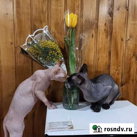 Канадский сфинкс эльф вязка Богучар - изображение 1