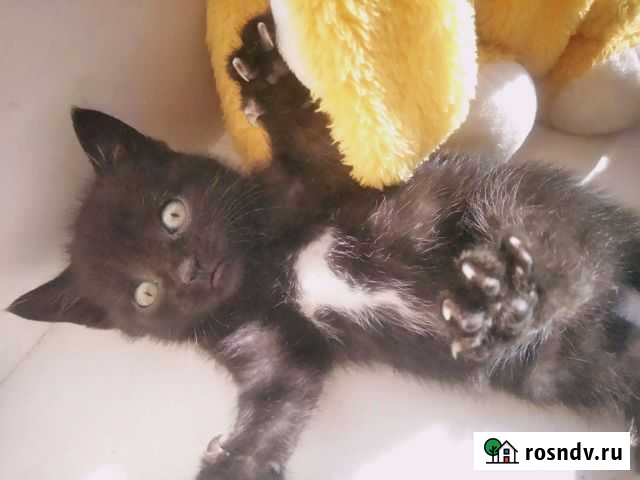 Котенок Абакан - изображение 1