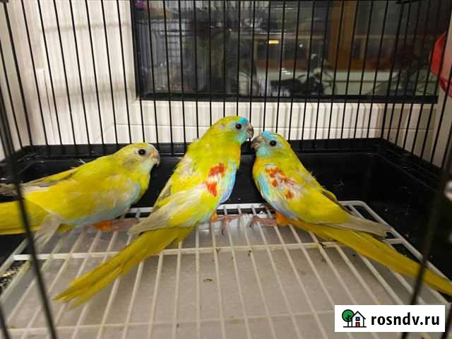 Попугайчики Апрелевка - изображение 1