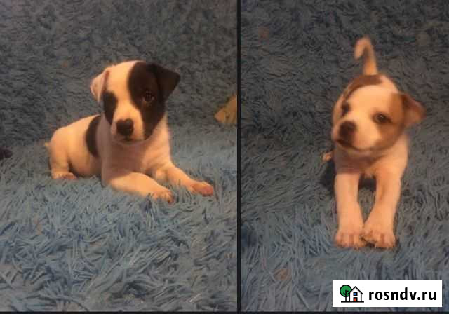 Щенки. Мальчики. 2 мес Дмитров - изображение 1