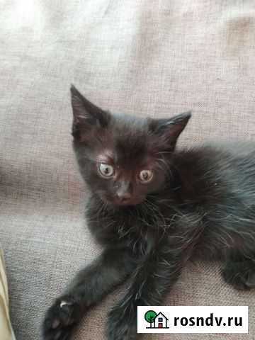 Котята в добрые руки Яблоновский - изображение 1