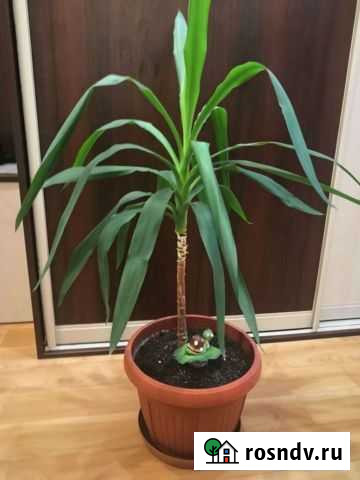 Юкка Сургут - изображение 1