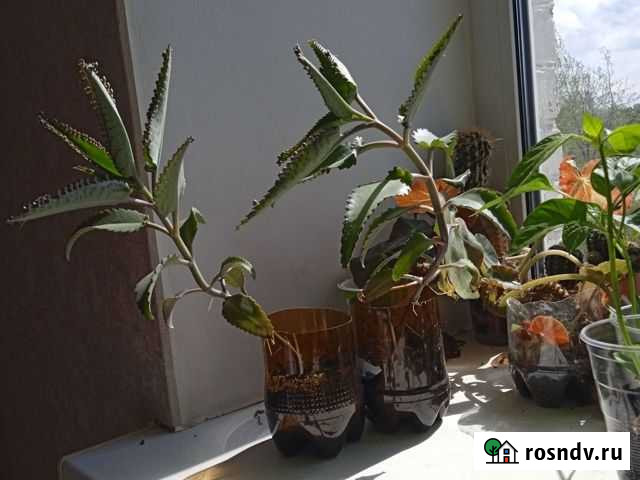 Каланхоэ лечебное Череповец - изображение 1